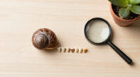 Snails' Teeth Beats Spider Silk As Nature's Strongest Material (2015)