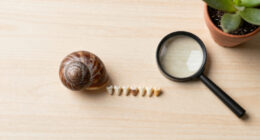 Snails' Teeth Beats Spider Silk As Nature's Strongest Material (2015)