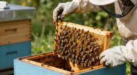Spider Venom Kills Varroa Mites Without Harming Honeybees
