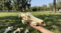 Danube Woolly Mammoth Bones