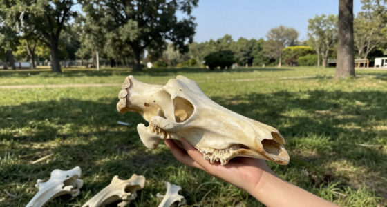 Danube Woolly Mammoth Bones