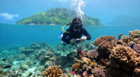 Great Barrier Reef, Queensland, Australia Surges In Global Coverage