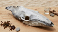 Weeping Whales: Stillborn Humpback Whale Grieving Documented