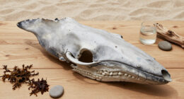 Weeping Whales: Stillborn Humpback Whale Grieving Documented