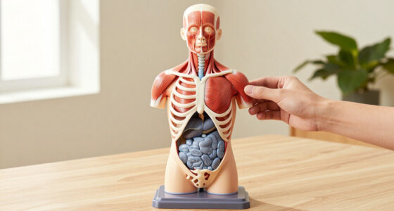 14 Best Interactive Anatomy Model Kits for Hands-On Learning in 2027