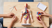 15 Best Educational Anatomy Models for Students in 2027
